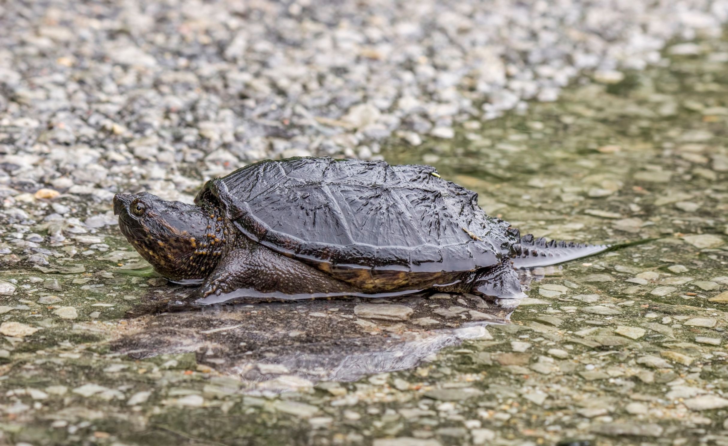 A Baby Snapping Turtle