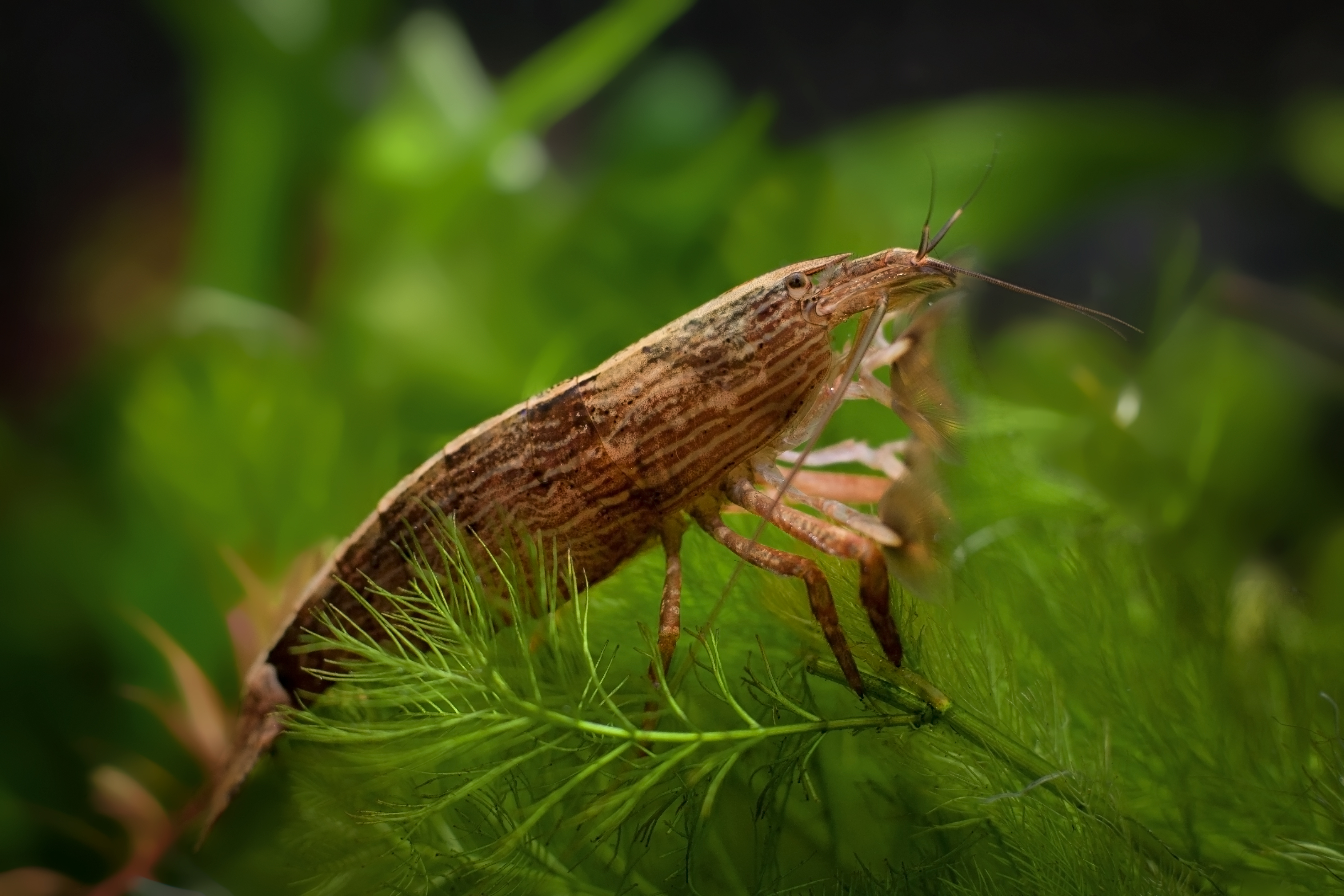 Bamboo Shrimp