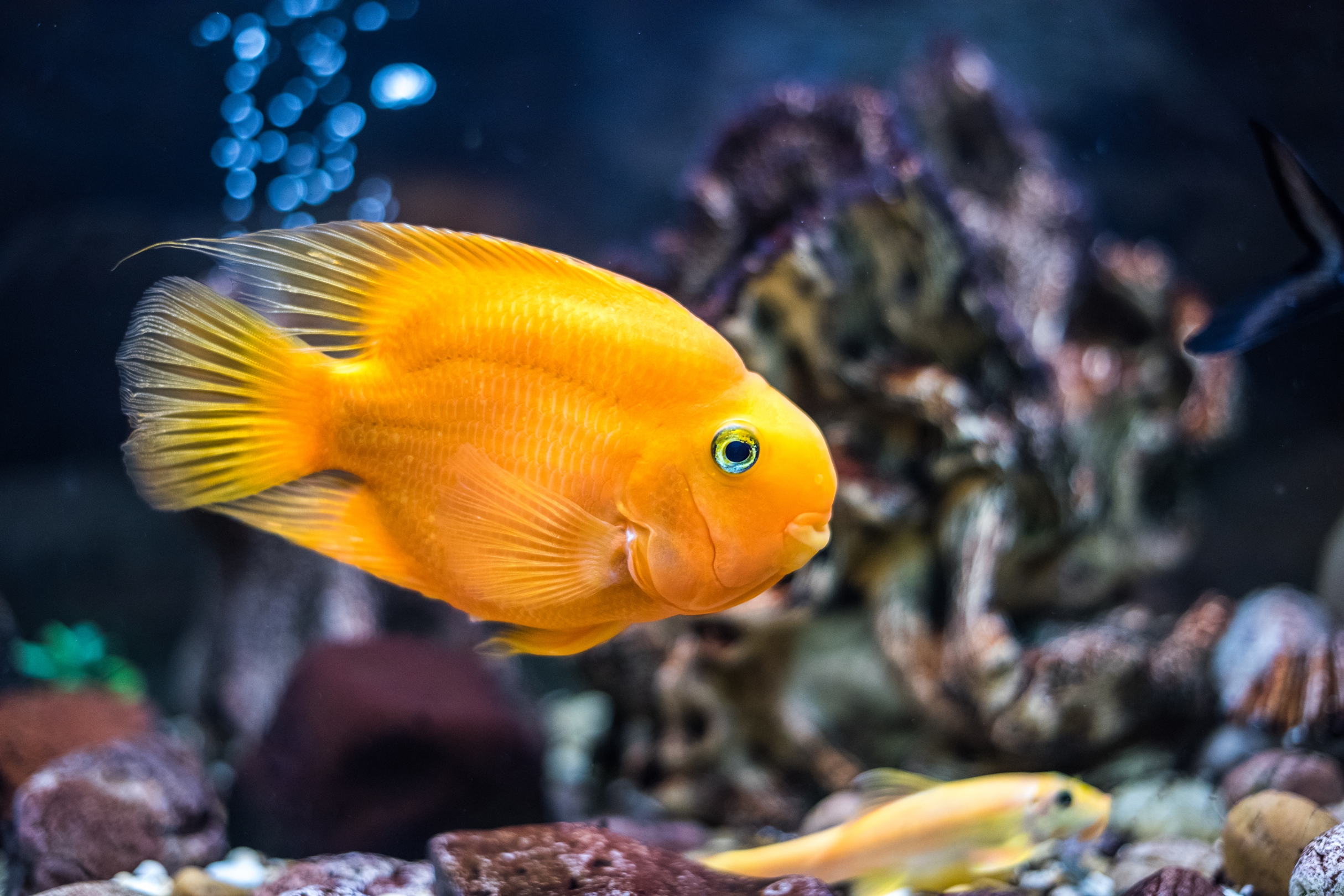 Blood Parrot Cichlid The Complete Care And Breeding Guide 