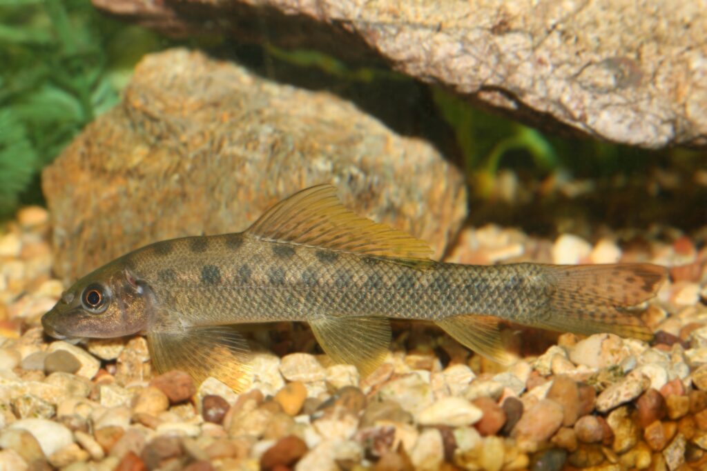Chinese algae eater the complete care and breeding guide