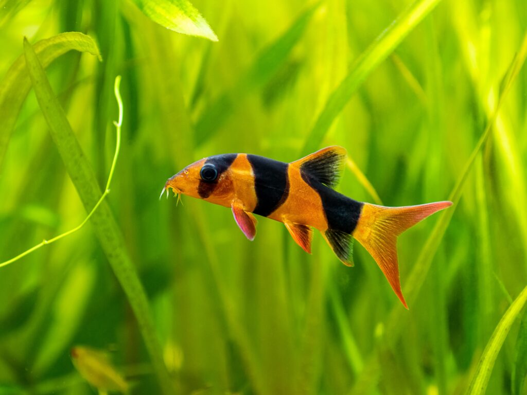 clown-loach-the-complete-care-and-breeding-guide-fishkeepingfans