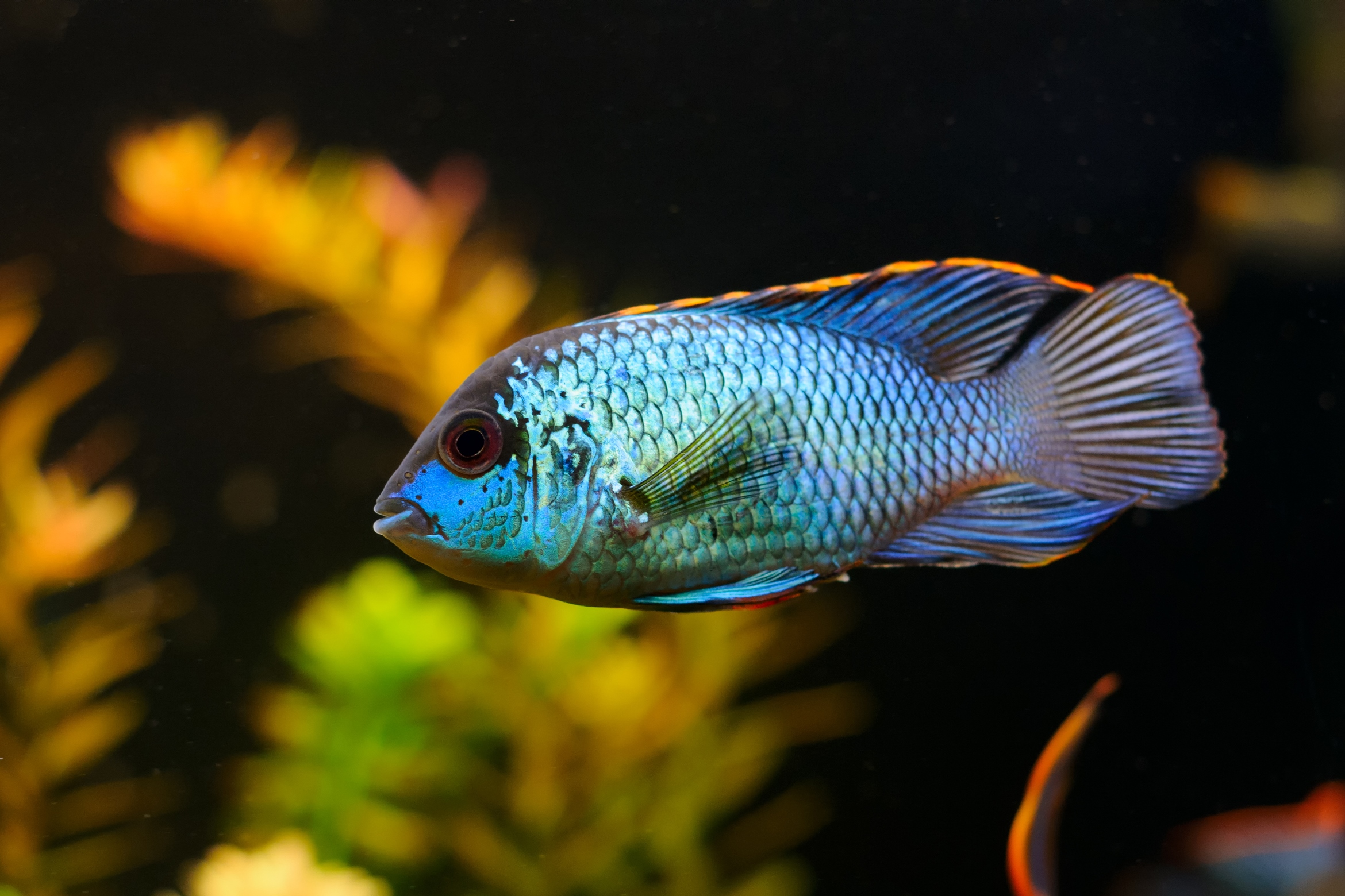 Electric Blue Acara Size At Nathan Dwyer Blog