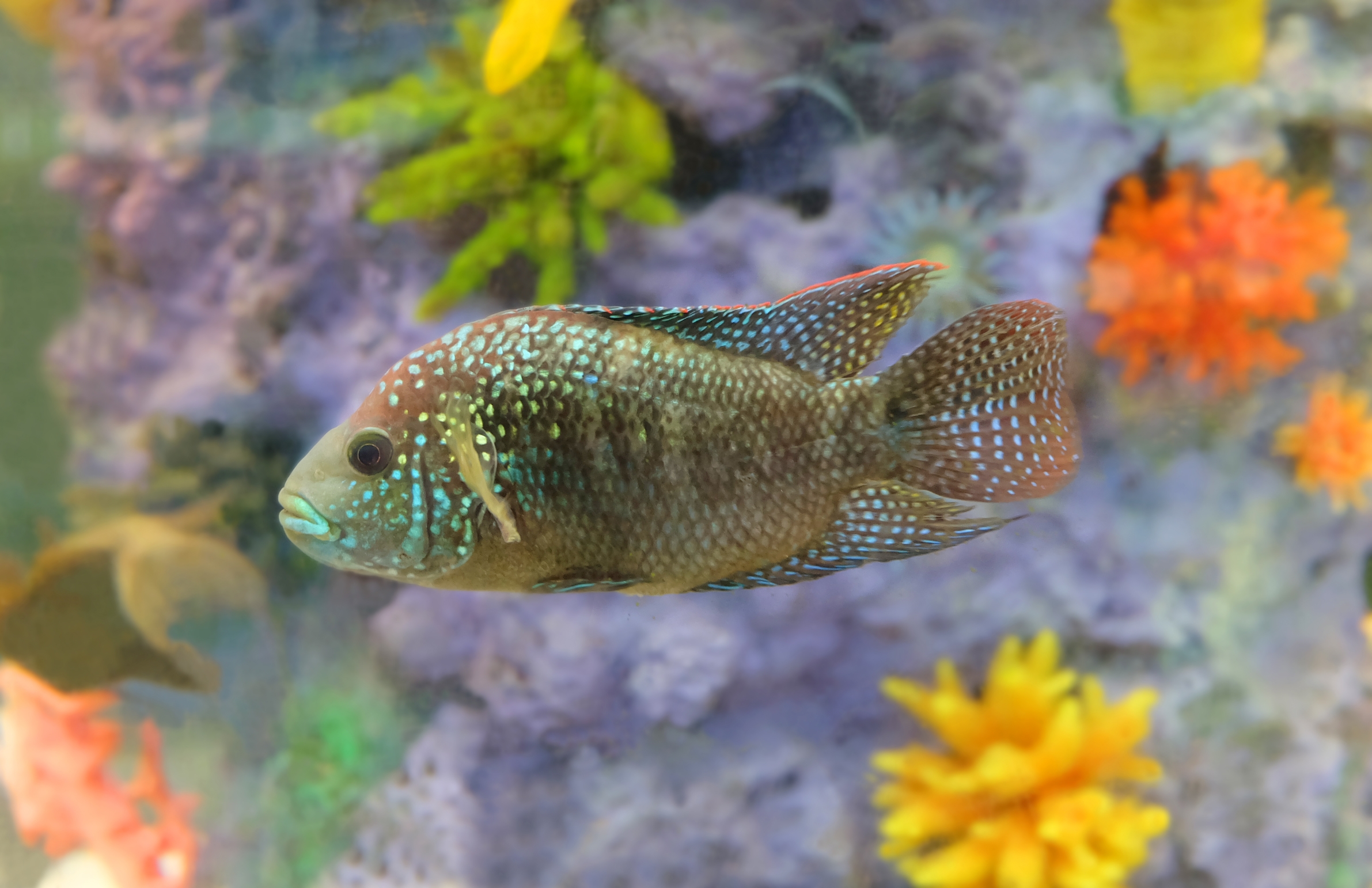 Aquarium fish Jack Dempsey cichlid or morning dew (Rocio octofasciata) in the aquarium.