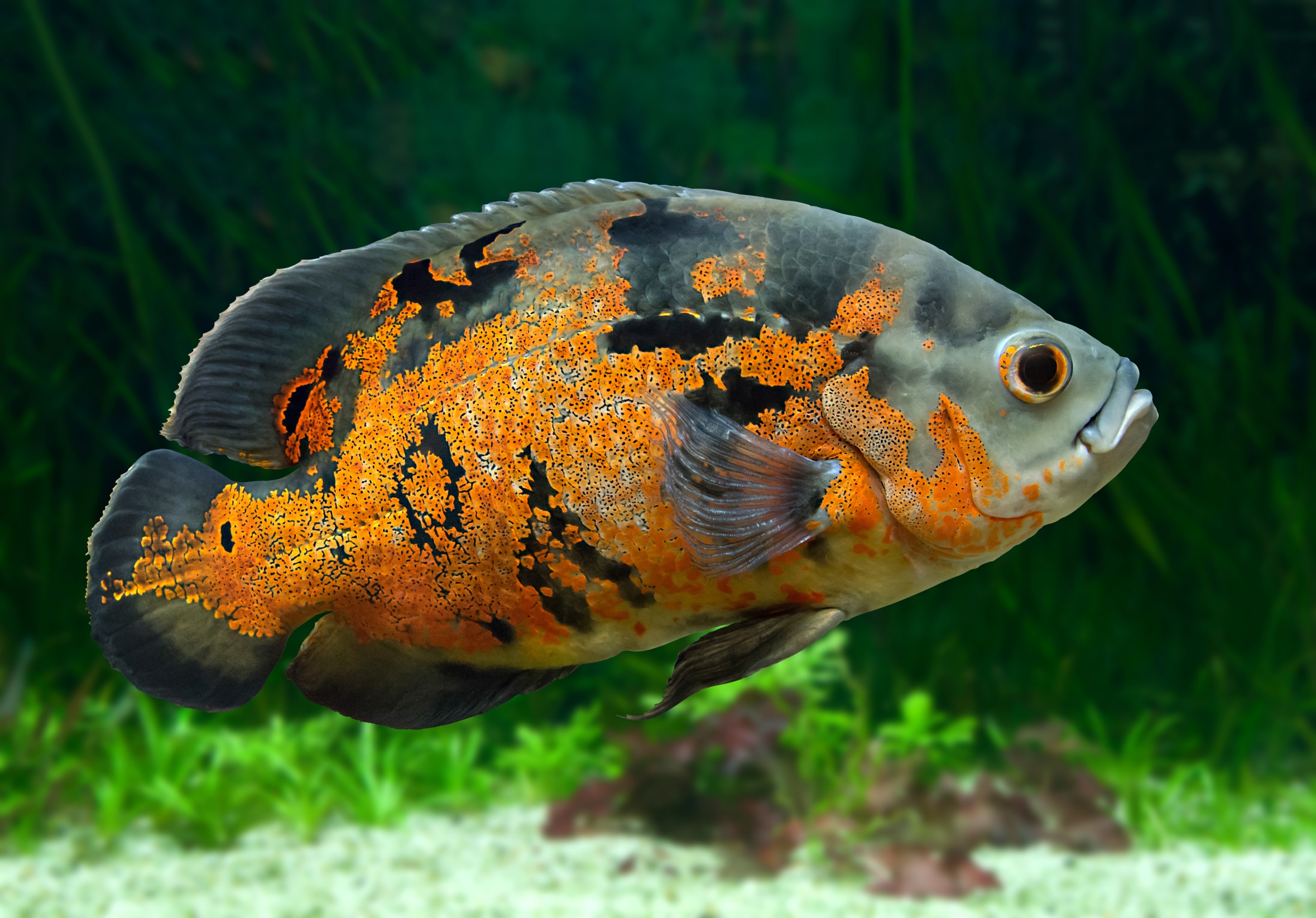 Bright Oscar Fish - South American freshwater fish from the cichlid family, known under a variety of common names including oscar, tiger oscar, velvet cichlid, or marble cichlid.