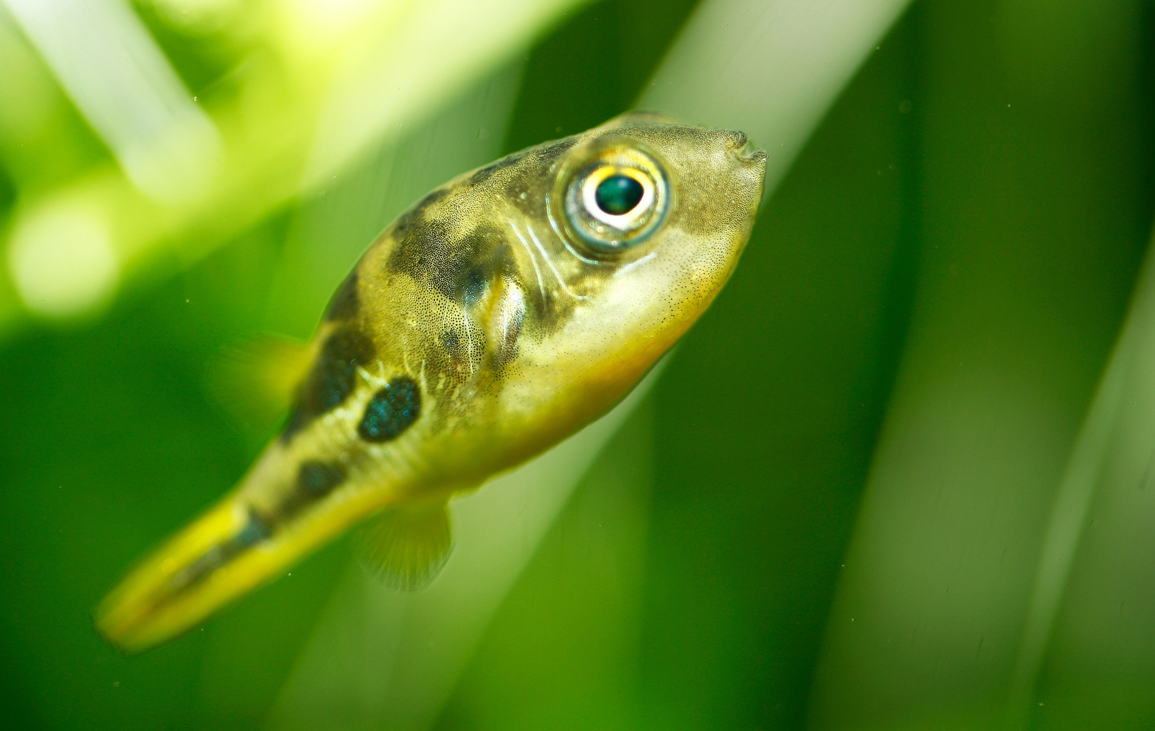 Dwarf Pufferfish (Carinotetraodon tranvancoricus)