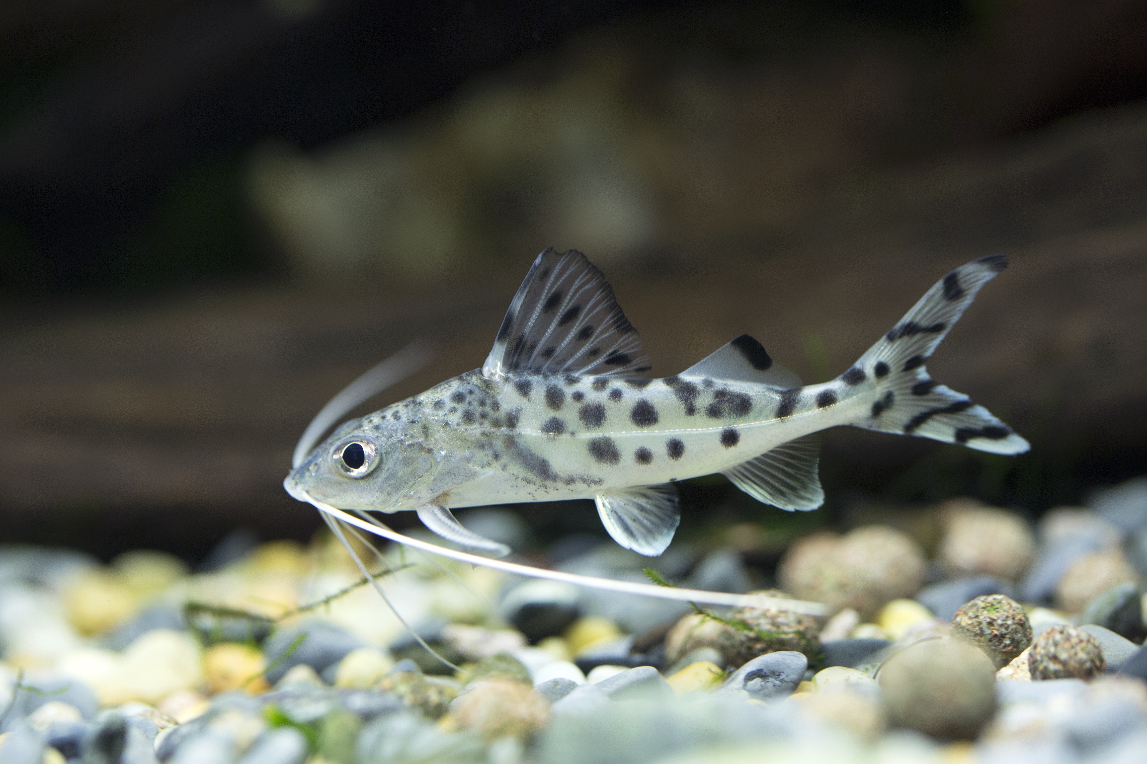 pictus-catfish-the-complete-care-and-breeding-guide-fishkeepingfans