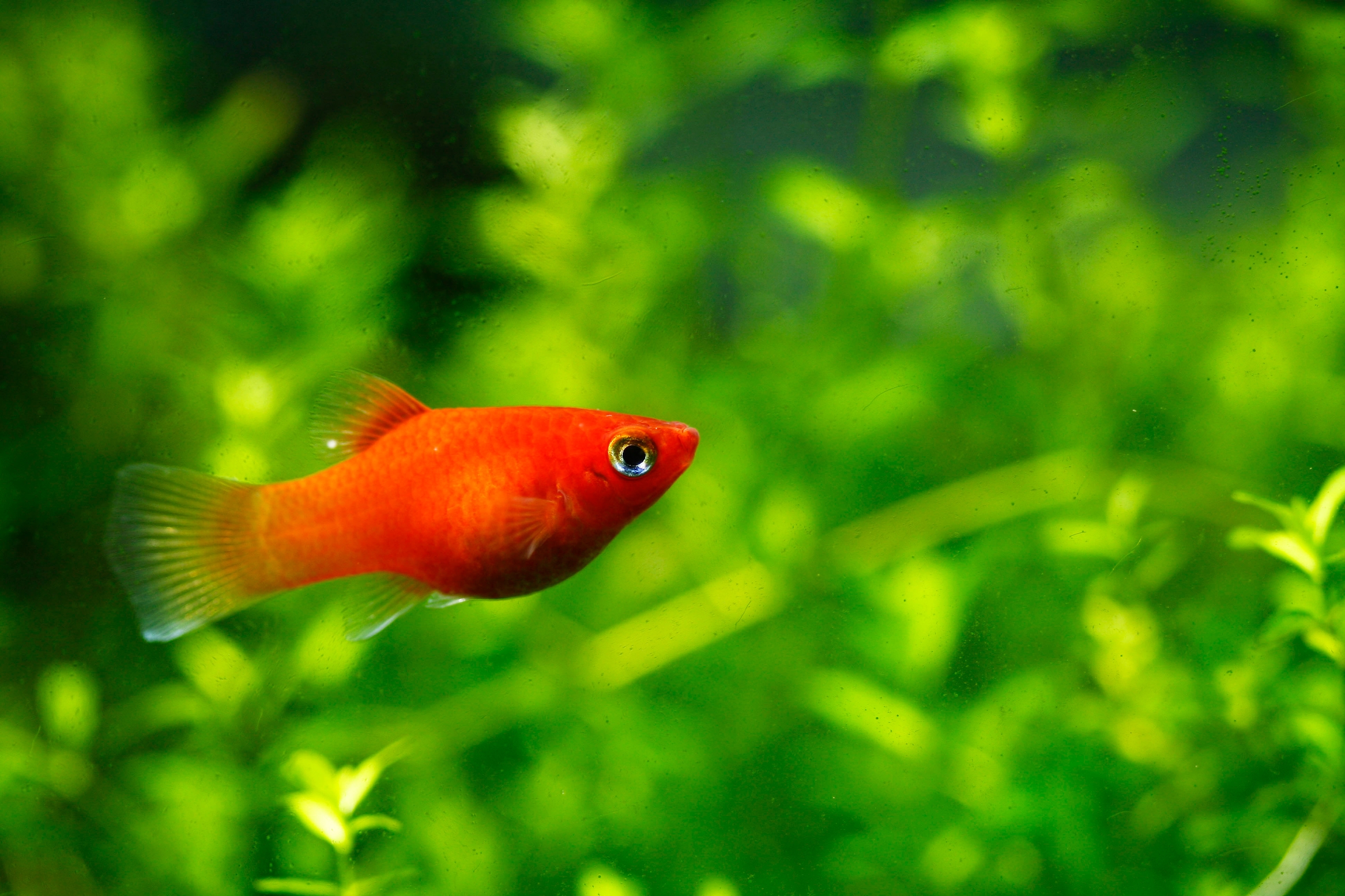 Red platy fish