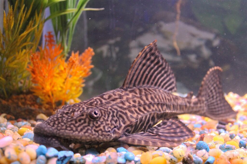 Common Pleco: The Complete Care And Breeding Guide - Fishkeepingfans.com