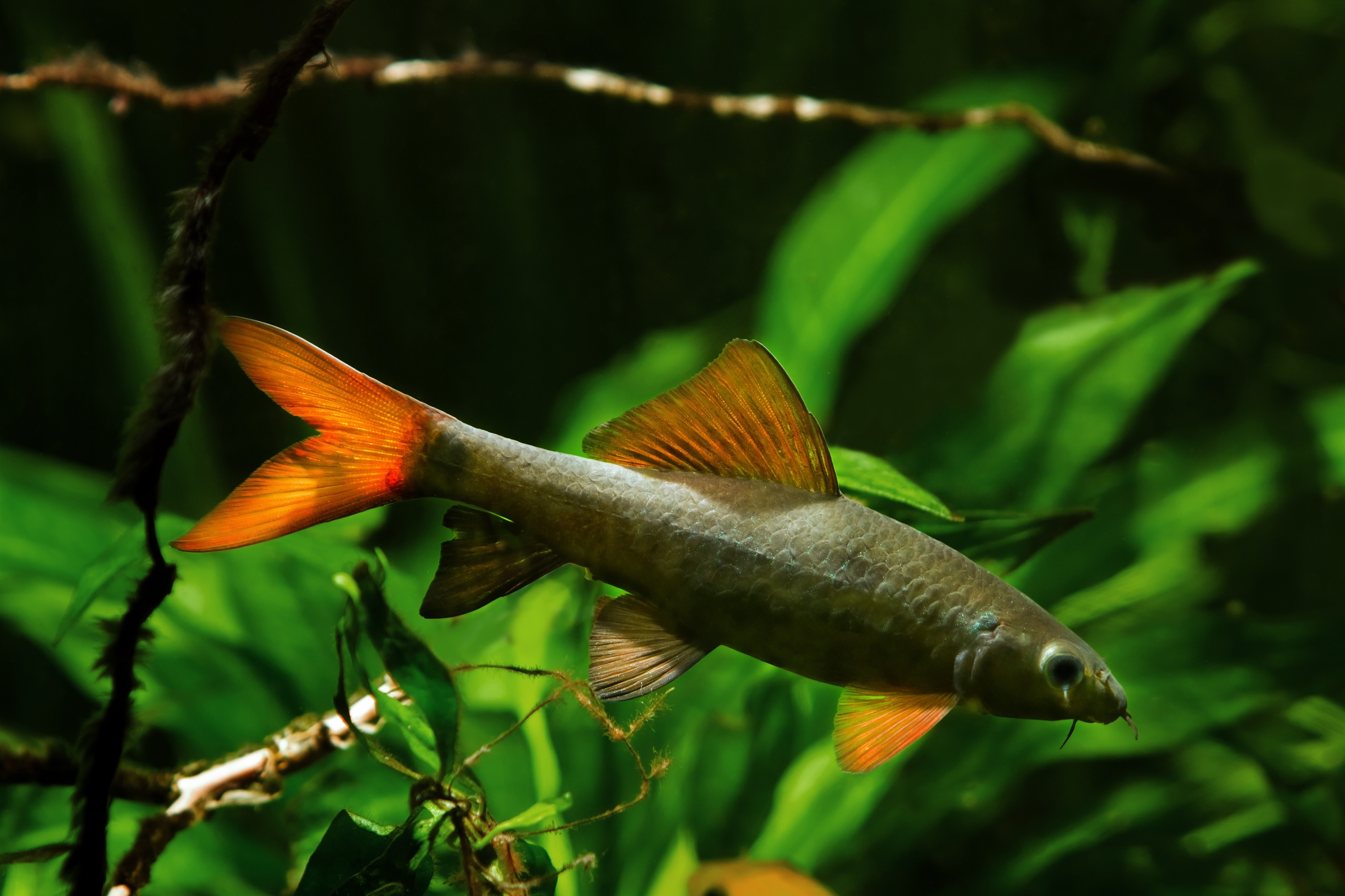 rainbow shark or sharkminnow, popular and useful freshwater cleaner adult fish Epalzeorhynchos frenatus in nature aquarium with bright healthy vegetation and driftwood