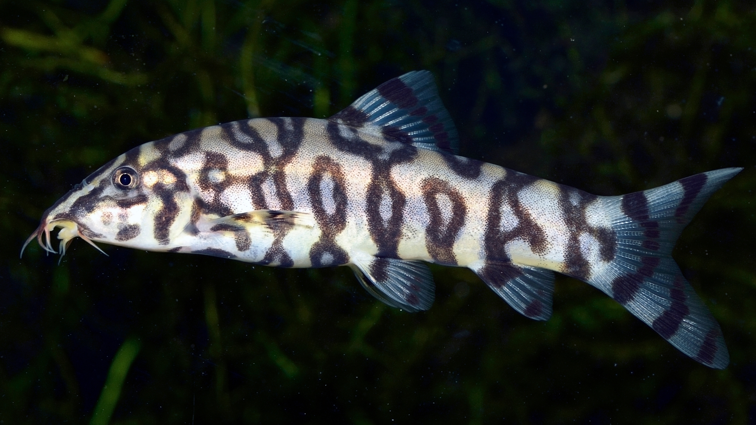 Botia almorhae (yoyo loach or Pakistani loach), a freshwater fish belonging to the loach family Botiidae.