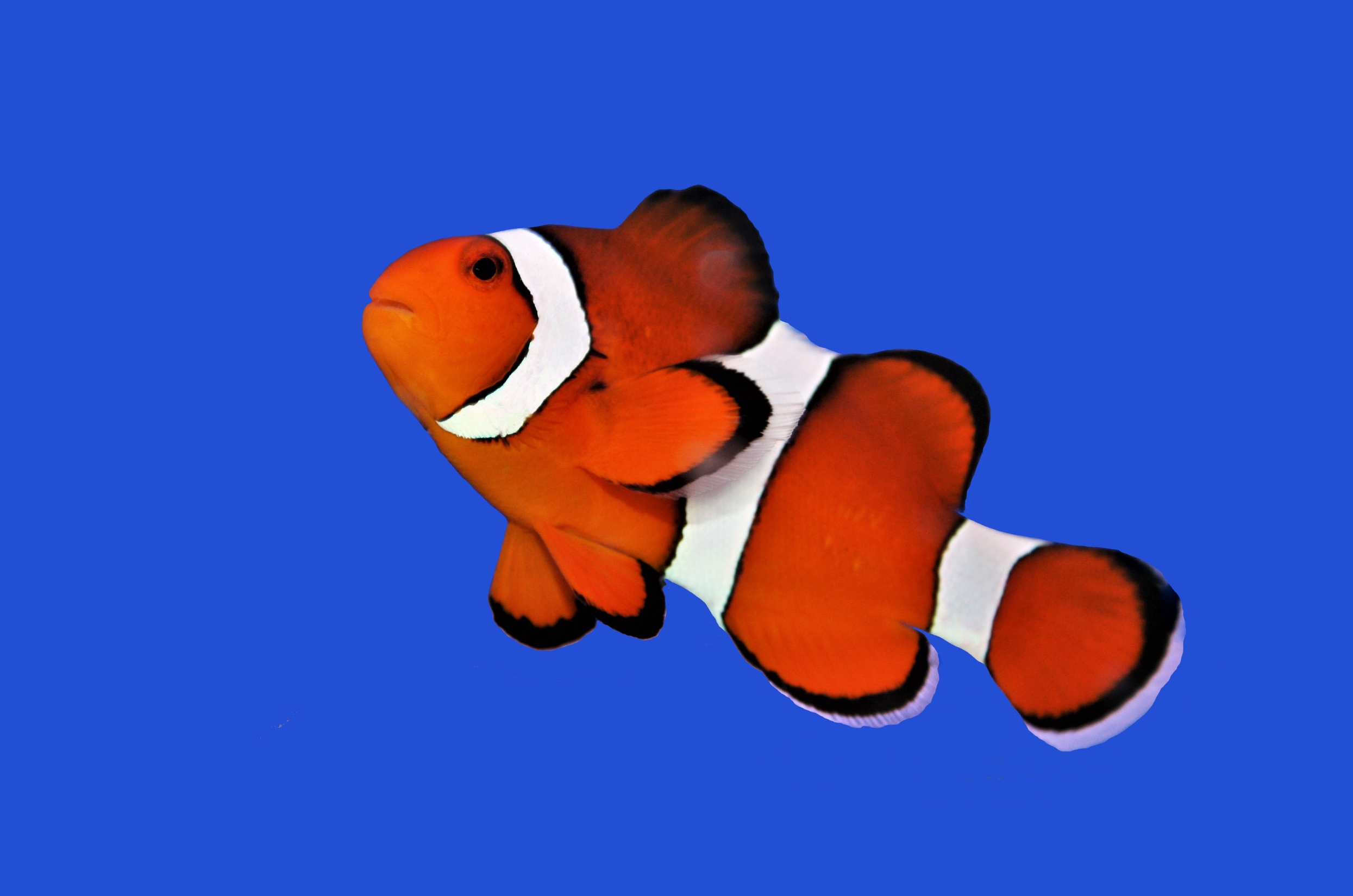 The orange clownfish (percula clownfish,clown anemonefish, anemonefishes) on isolated blue background. Amphiprion percula is widely known as a popular aquarium fish.