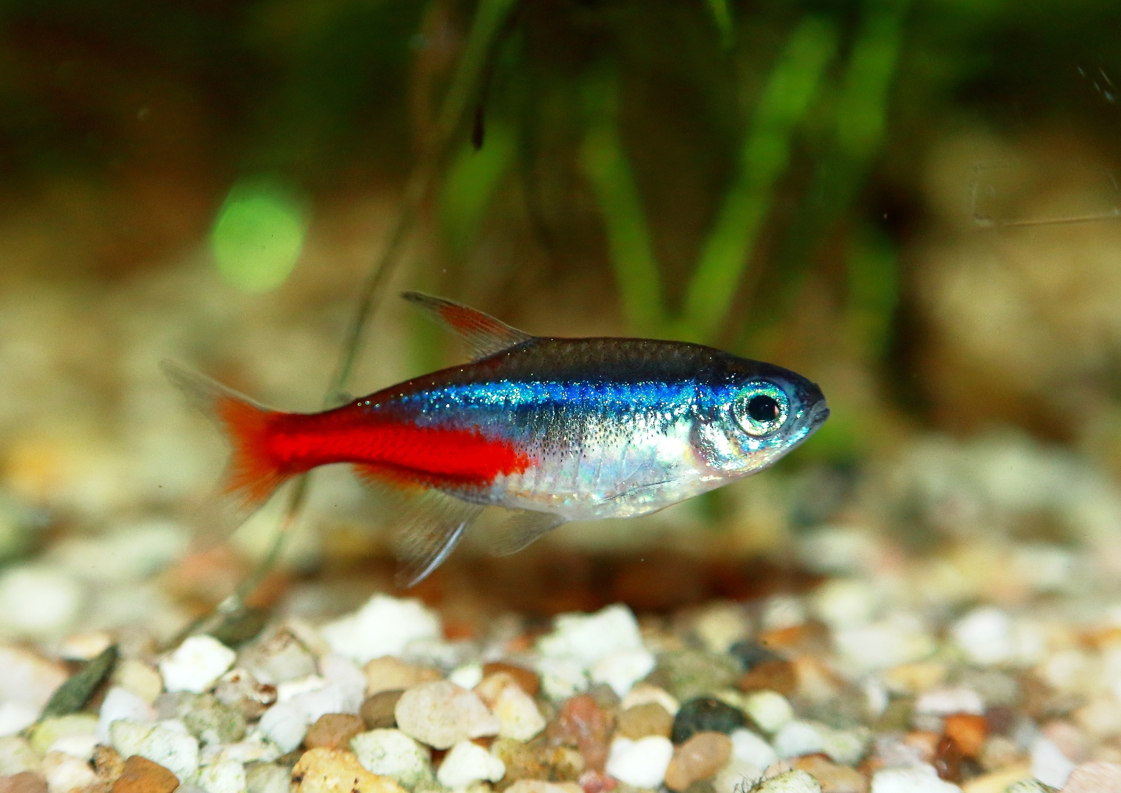 Neon Tetra: The Care And Breeding Guide -