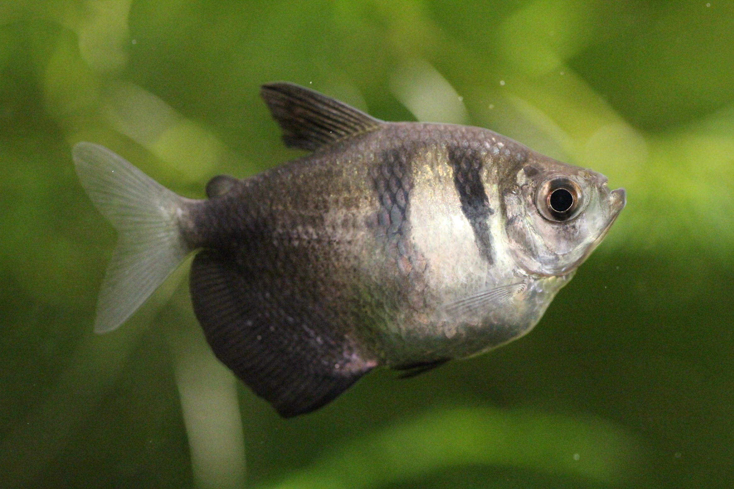 Tropical Black skirt tetra (Black widow) Gymnocorymbus ternetzi from small and slow moving creeks of South America in the aquarium