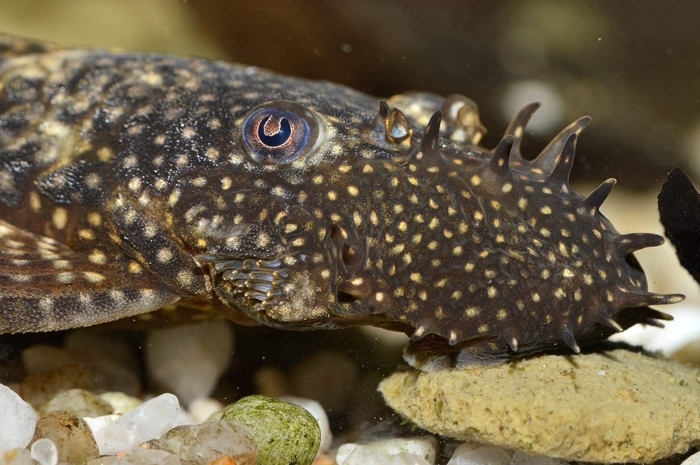 Bristlenose Pleco: The Complete Care And Breeding Guide ...