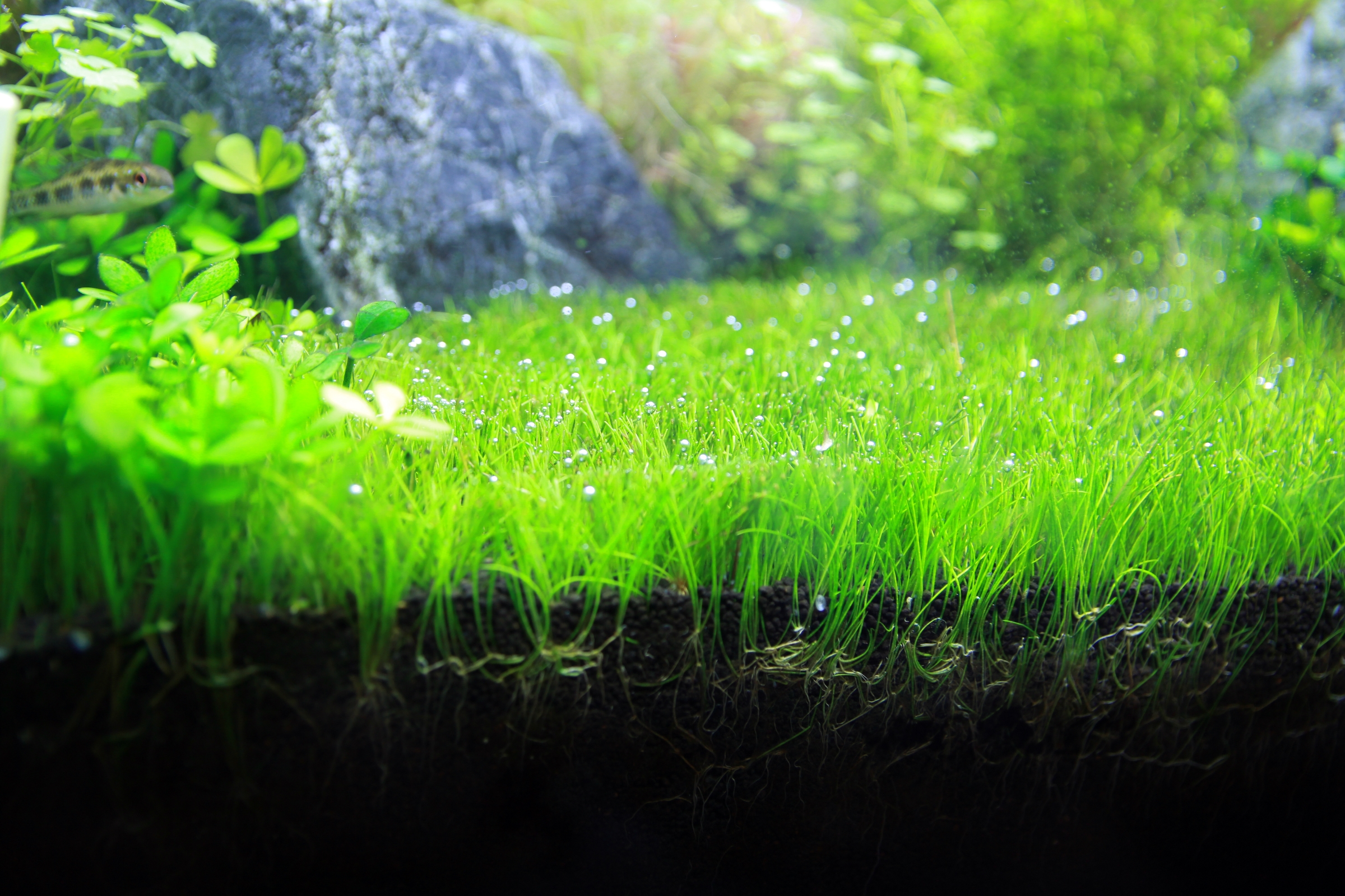 Aquatic plants "Dwarf Hairgrass", generating many beautiful bubbles of oxygen, with many bush plants, fish and rock in background, planted in fresh water, in 24 inch aqua tank.