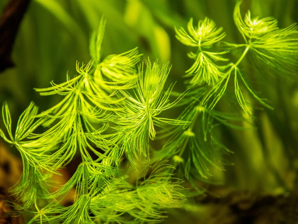 Is Hornwort Invasive