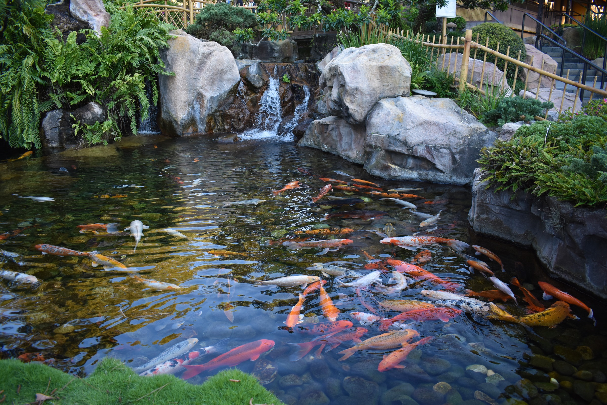 Koi Pond