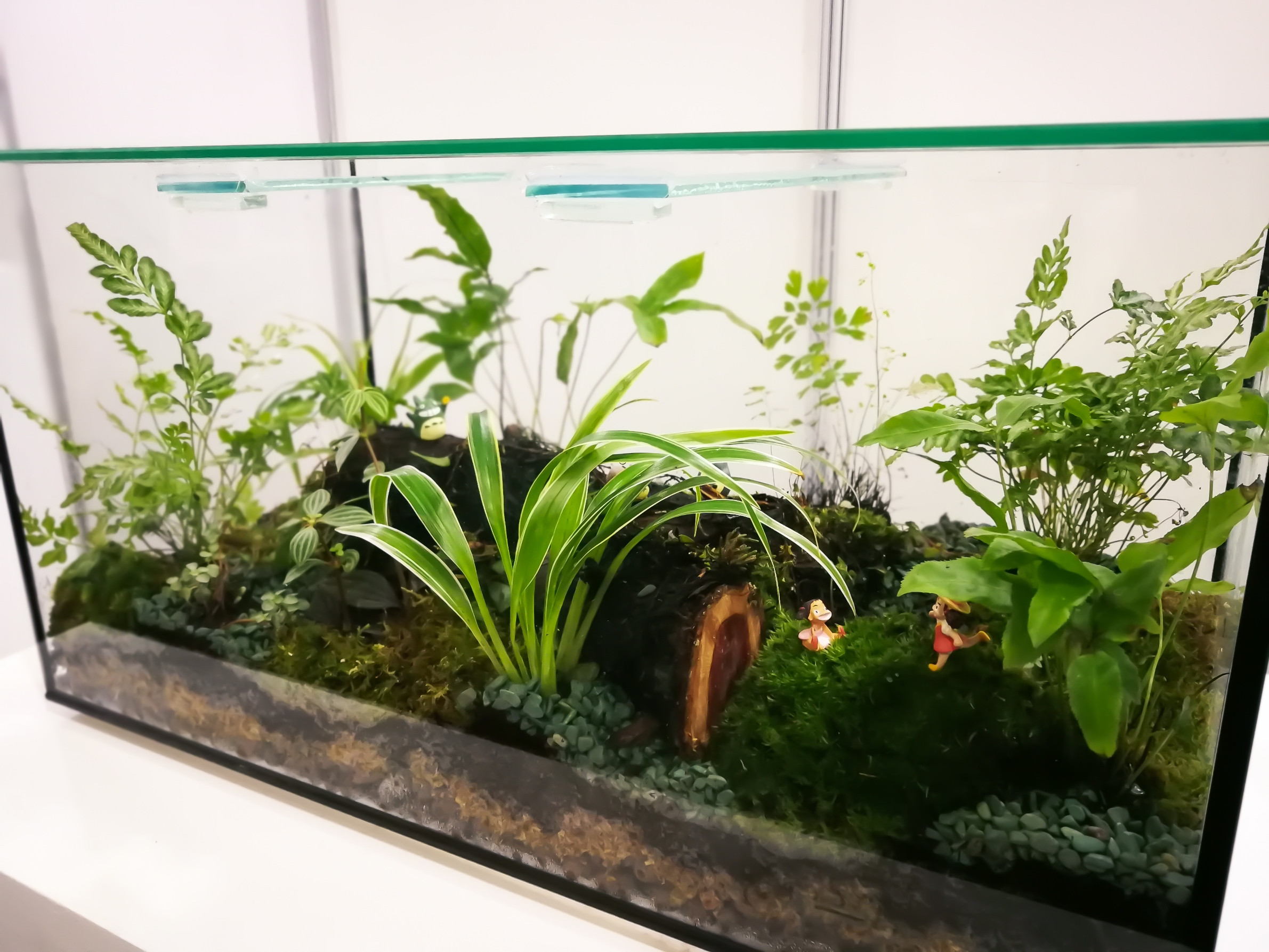Terrariums plant in a paludarium glass box.