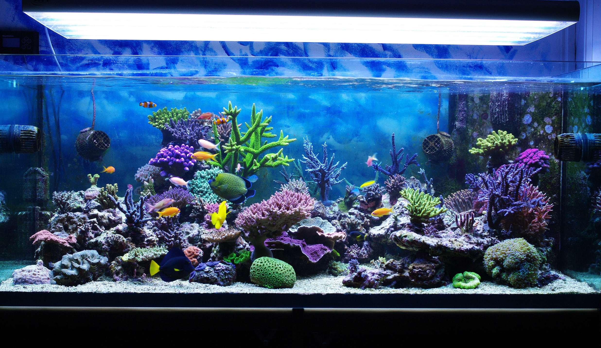 Aquarium corals reef