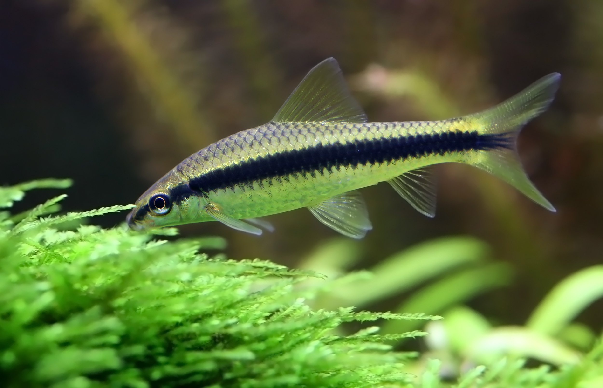 Siamese Algae Eater The Complete Care And Breeding Guide 
