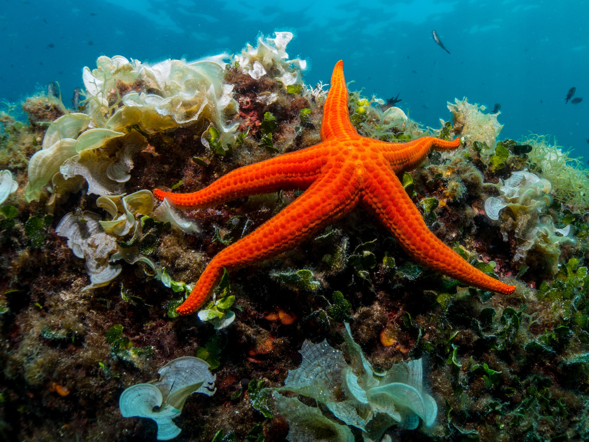 Starfish and sponge of the Mediterranean Sea.