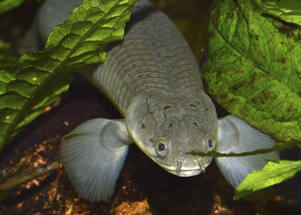 Bichir Fish: The Complete Care And Breeding Guide - Fishkeepingfans.com