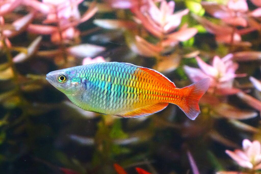 boesemani-rainbowfish-the-complete-care-and-breeding-guide