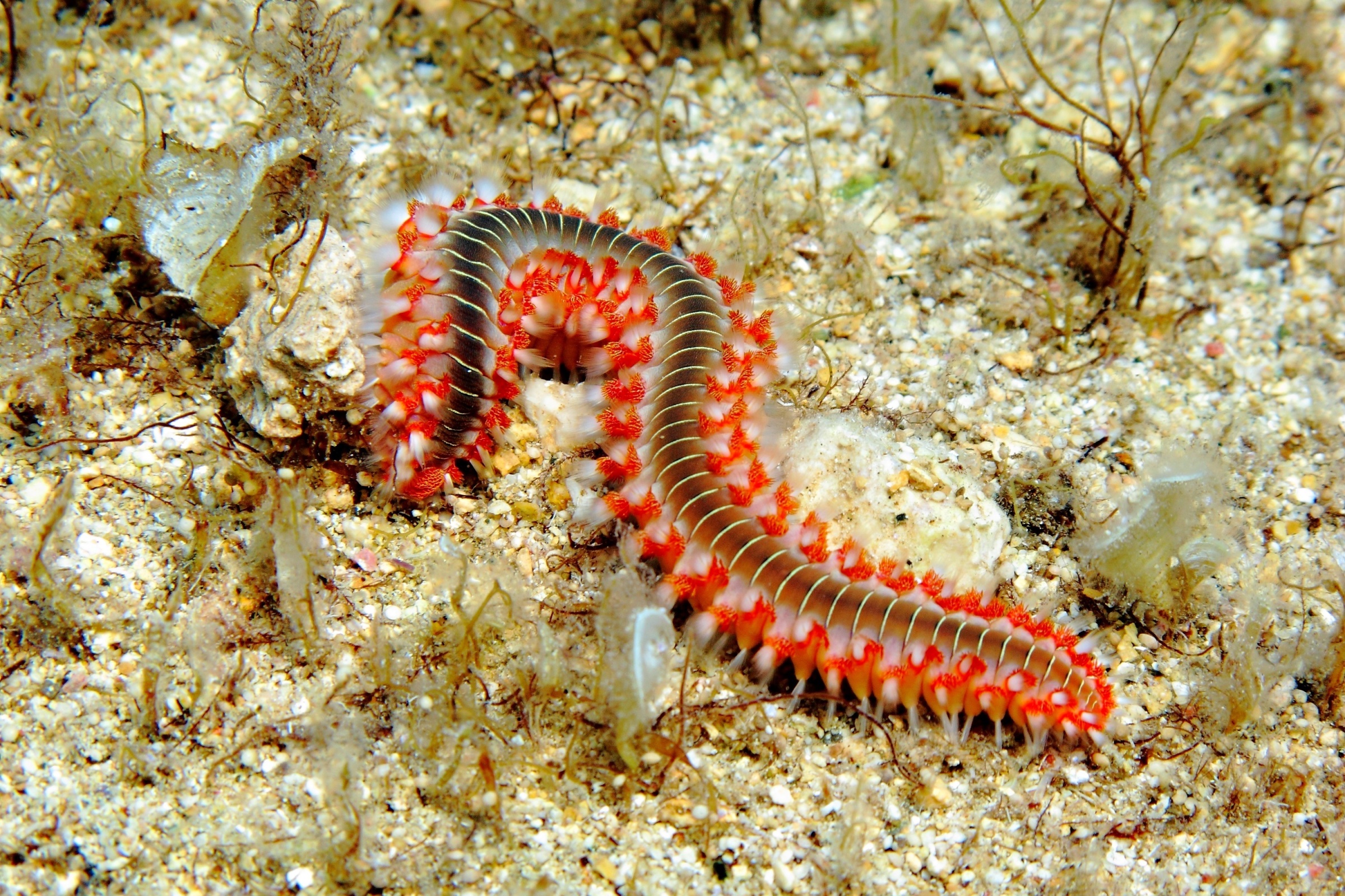 Detail of poisonous red spiny fireworm, family Amphinomidae, on the sandy mediterranean sea bottom. Scuba diving on the island of Gozo, macro photography.