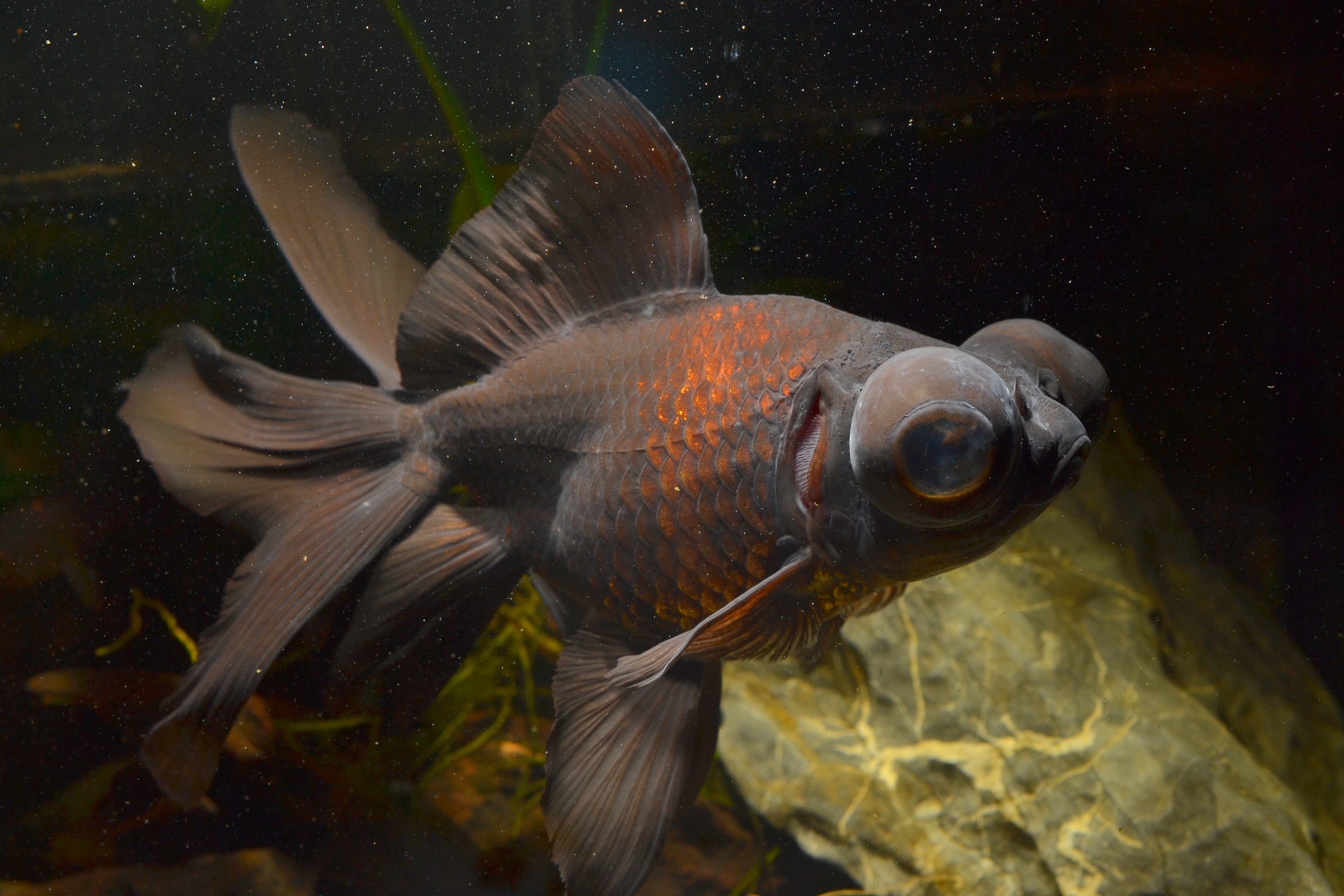 Specimen of adult goldfish of the black moor breed with globular eyes, in cold water aquarium