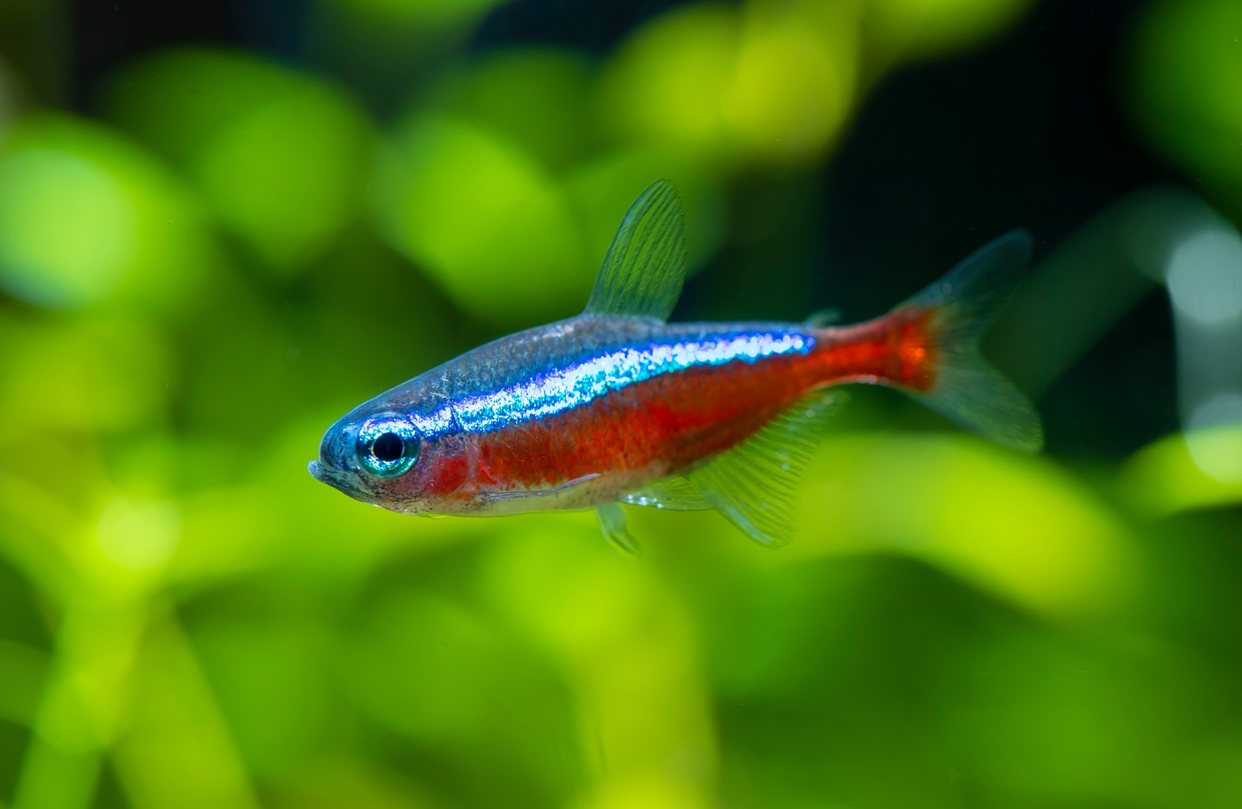 Cardinal Tetra Fish Swimming In Water. Cardinal Tetra Fish Swimming In Water.