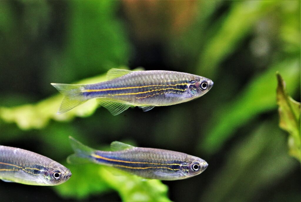 Colorful And Active The Best Danio Fish Species For Your Aquarium