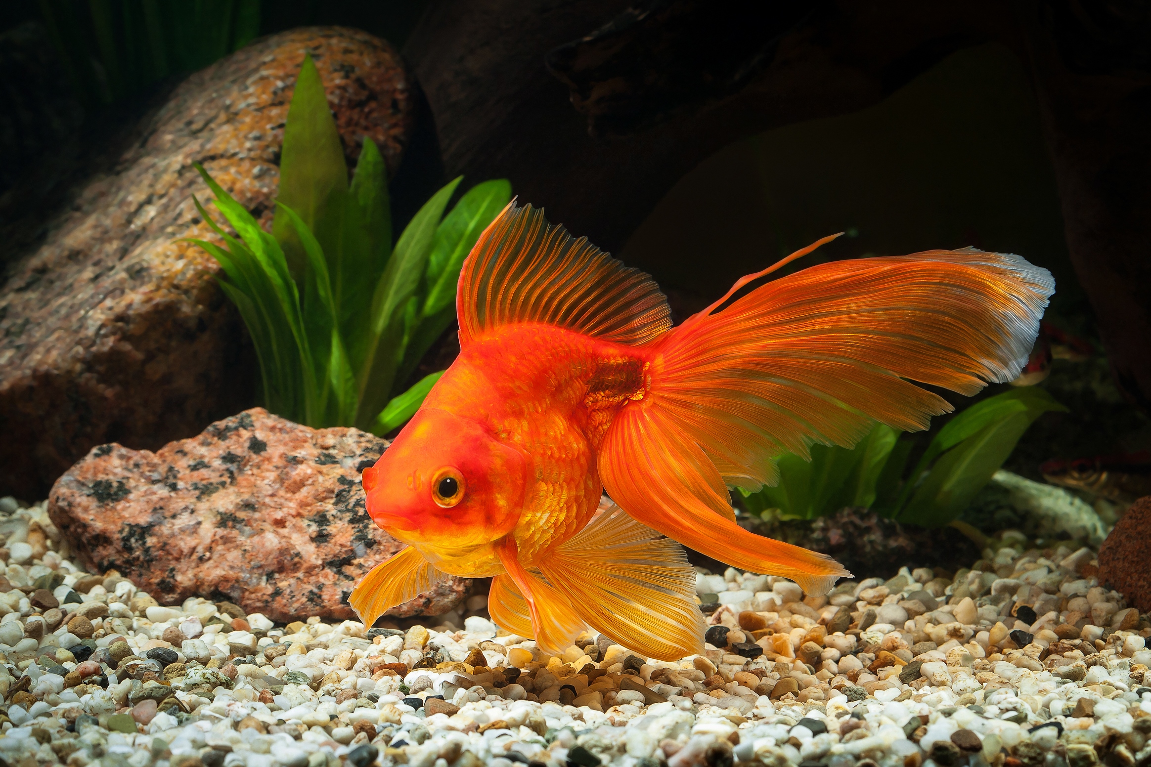 Fantail Goldfish The Complete Care And Breeding Guide