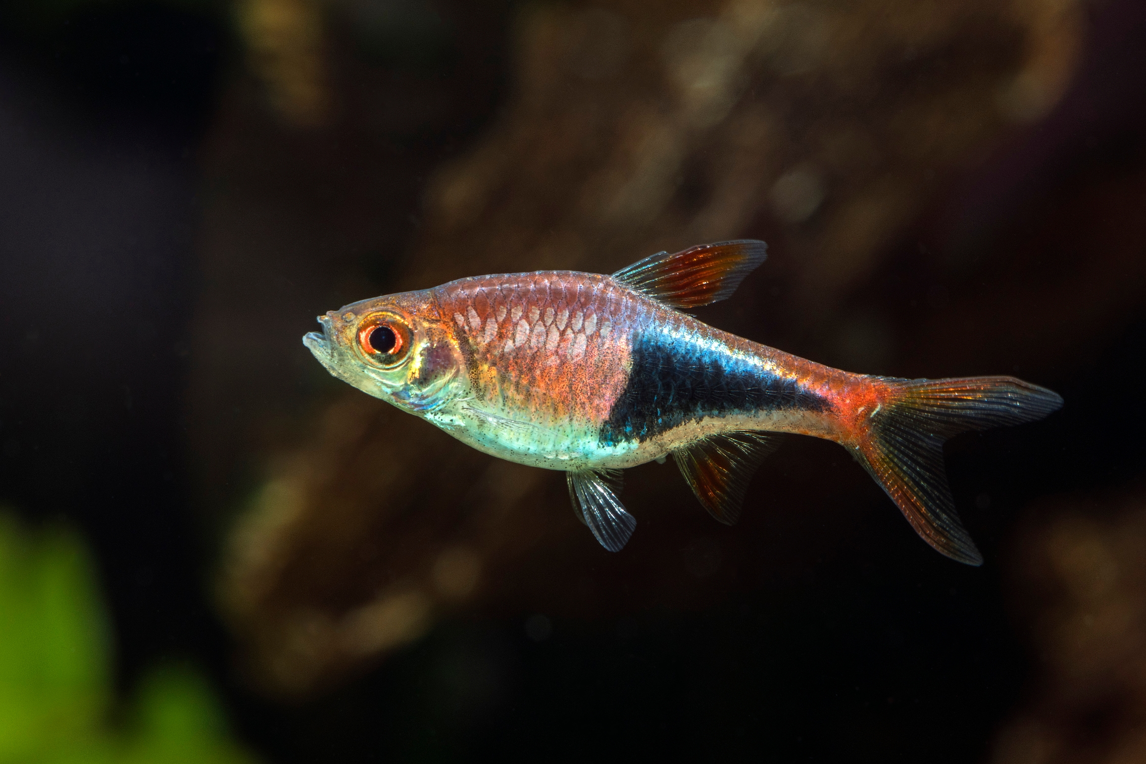 Harlequin Rasbora (Trigonostigma heteromorpha)