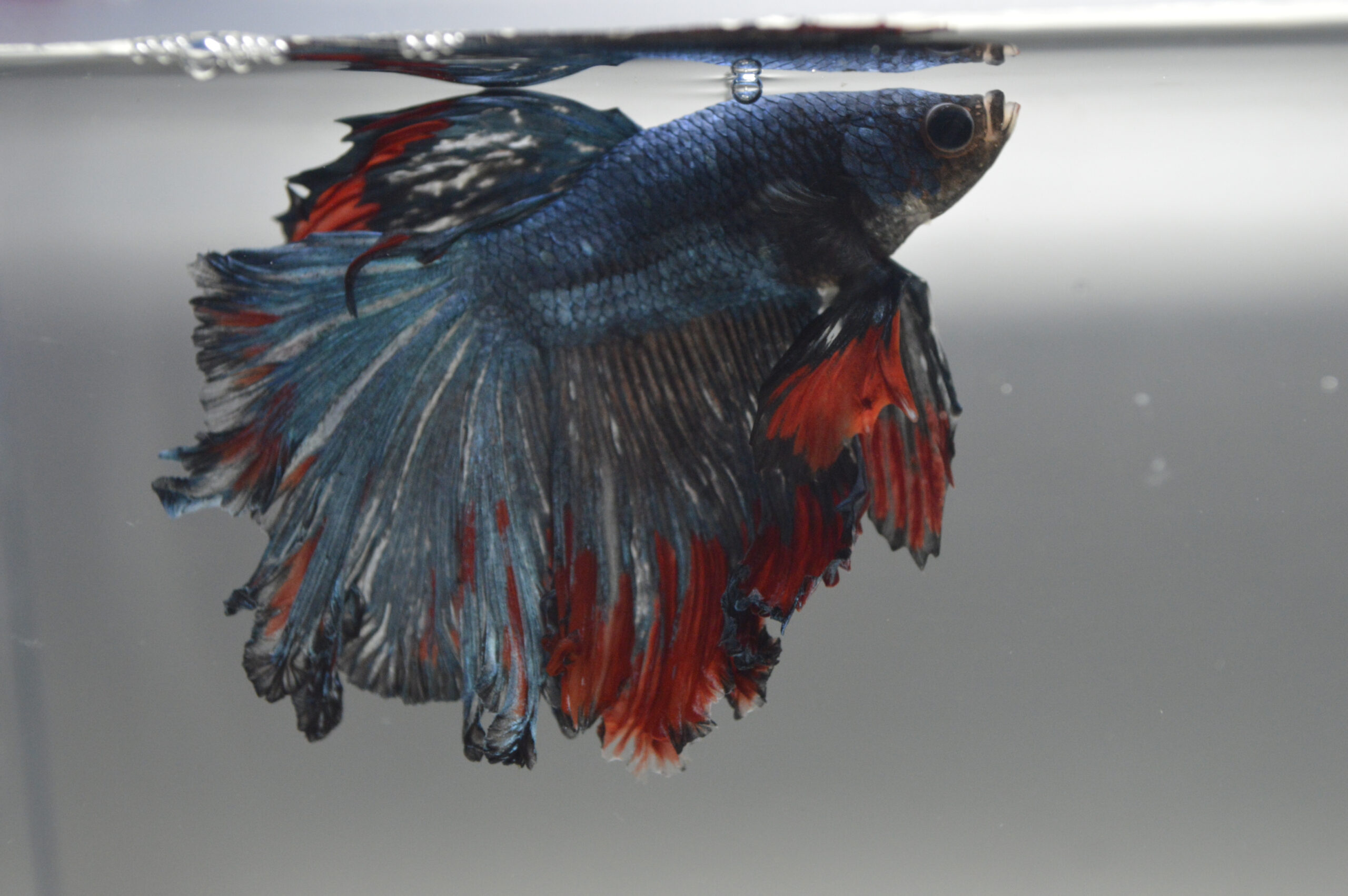 Fin Rot on a Betta