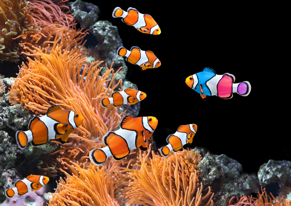 colorful fish for fish tank